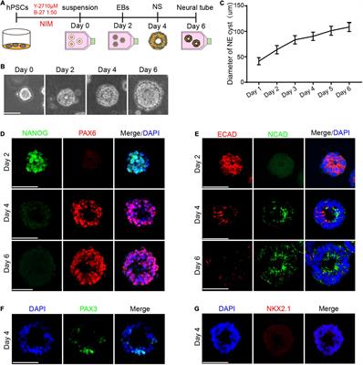 Folic Acid Rescues Valproic Acid-Induced Morphogenesis Inhibition in Neural Rosettes Derived From Human Pluripotent Stem Cells